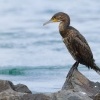 Kormoran velky - Phalacrocorax carbo - Great Cormorant 9938